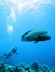 Napoleon Wrasse; Red Sea; Housed Nikon F, 24mm Nikkor Lens by Rick Tegeler 